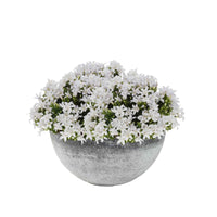 3x Campanule Campanula 'White' blanc avec plat gris - Arbustes à papillons et plantes mellifères