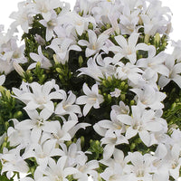 3x Campanule Campanula 'White' blanc avec plat gris - Caractéristiques des plantes