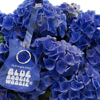 Hortensia paysan Hydrangea 'Blue Boogiewoogie'® Bleu avec plateau anthracite - Arbustes à fleurs
