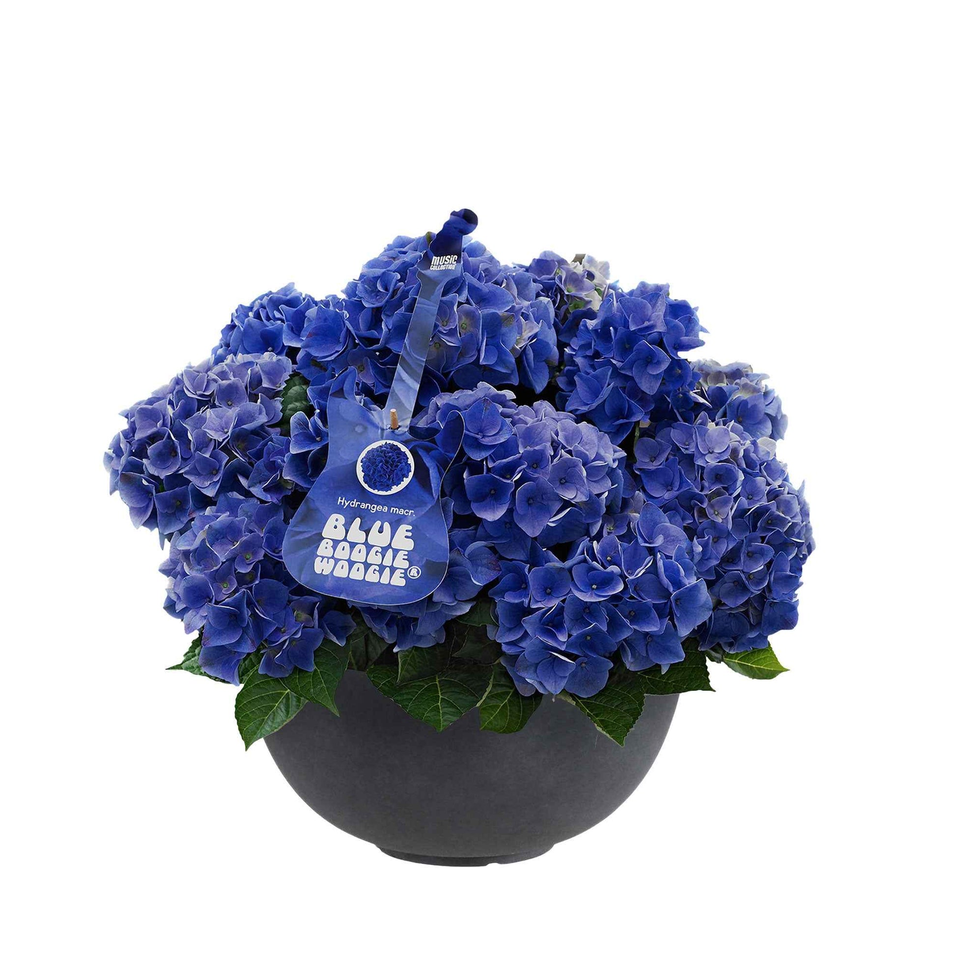 Hortensia paysan Hydrangea 'Blue Boogiewoogie'® Bleu avec plateau anthracite - Arbustes