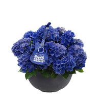 Hortensia paysan Hydrangea 'Blue Boogiewoogie'® Bleu avec plateau anthracite - Arbustes fleuris
