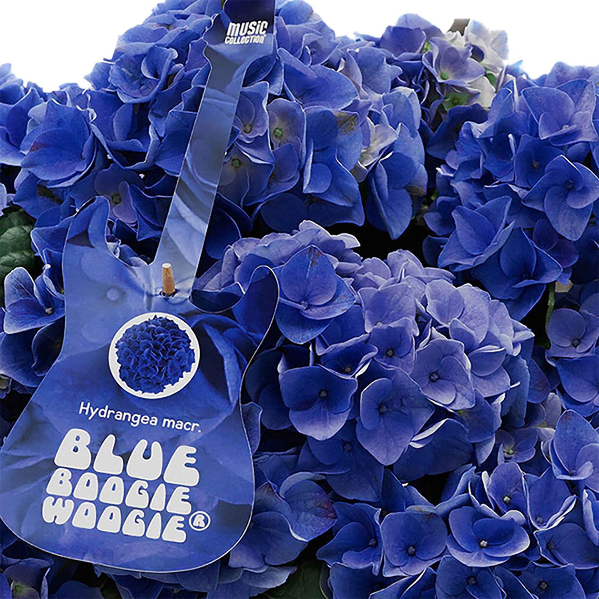 Hortensia Hydrangea 'Blue Boogiewoogie' bleu avec cache-pot blanc - Arbustes à fleurs