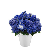 Hortensia Hydrangea 'Blue Boogiewoogie' bleu avec cache-pot blanc - Arbustes
