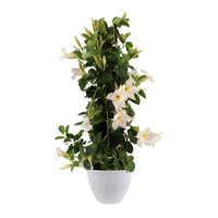 Jasmin du Chili Mandevilla piramide blanc avec cache-pot blanc - Caractéristiques des plantes