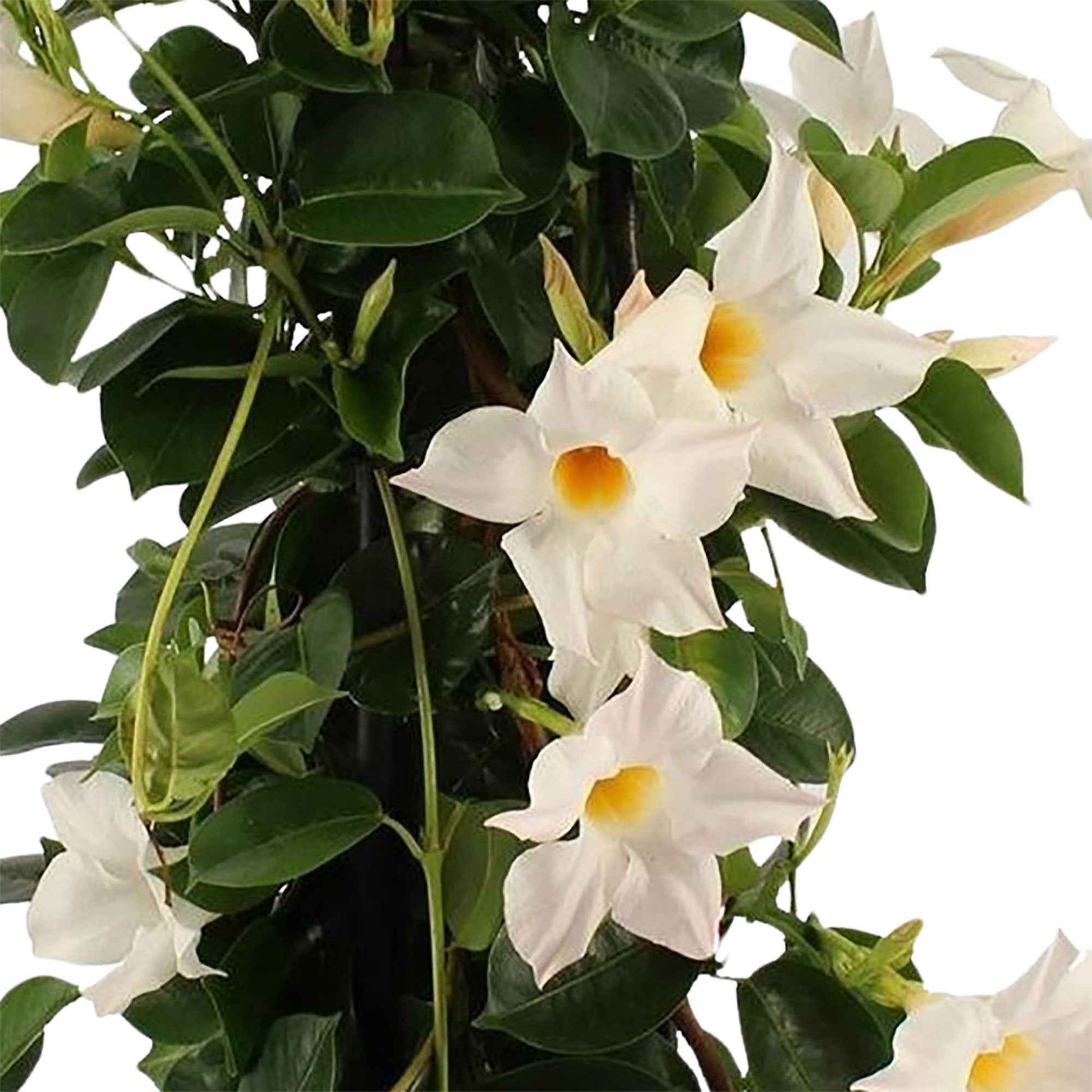 Jasmin du Chili Mandevilla piramide blanc avec cache-pot blanc - Fleurs d'été