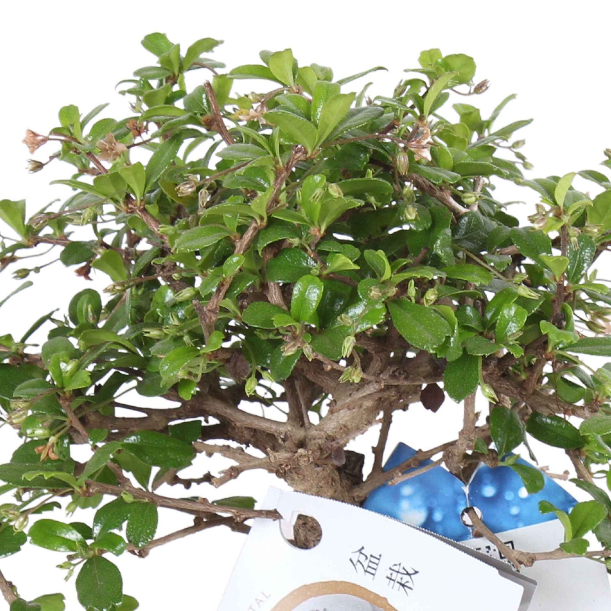 Bonsaï Carmona microphylla avec cache-pot en céramique à l'aspect pierre bleue avec indicateur de niveau d'eau - Ficus
