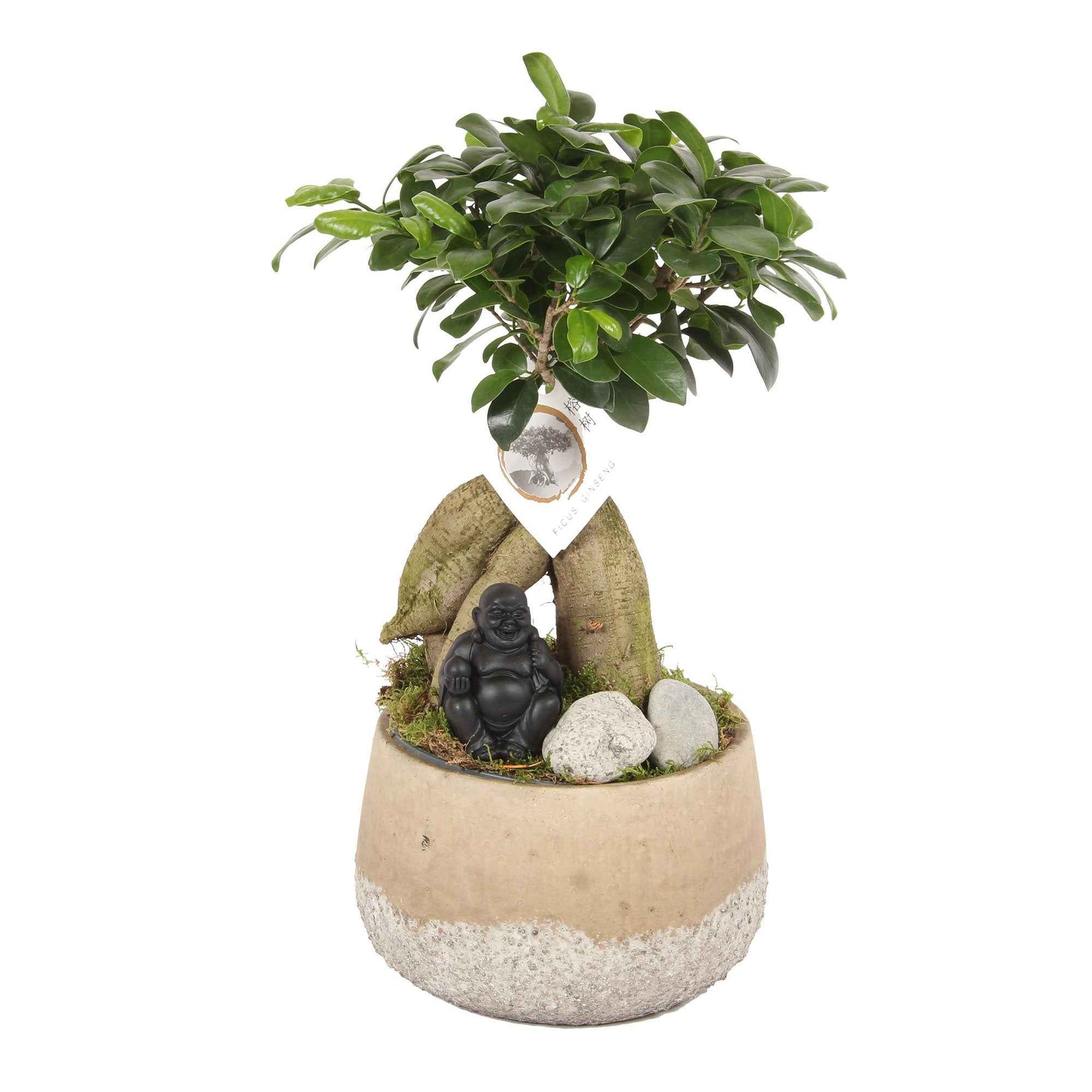 Bonsaï Ficus 'Gingseng' avec cache-pot en béton - Plantes d'intérieur : les tendances actuelles
