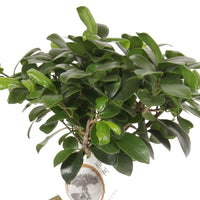 Bonsaï Ficus 'Gingseng' avec cache-pot en béton - Petites plantes d'intérieur