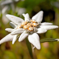 6x Edelweiss Leontopodium alpinum blanc-jaune - Plantes pour la terrasse et le balcon