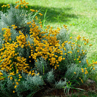 6x Couvre-sol - Santoline petit-cyprès Santolina chamaecyparissus jaune - Plantes d'extérieur
