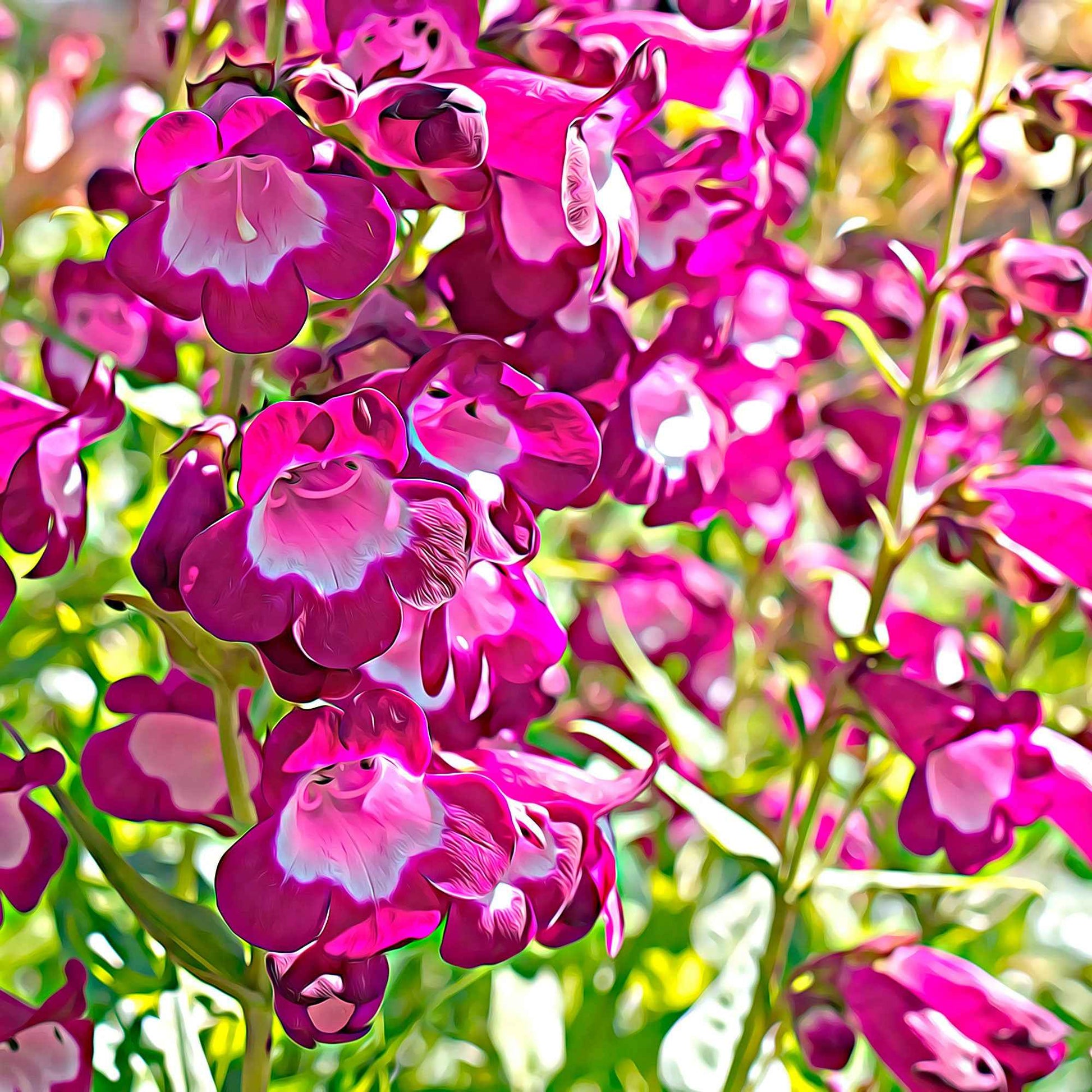 6x Ancolie Penstemon hartwegii rose Résistant au froid - Plantes d'extérieur