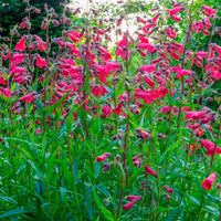 6x Ancolie Penstemon hartwegii rouge Résistant au froid - Caractéristiques des plantes