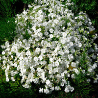 6x Couvre-sol - Phlox mousse subulata blanc - Arbustes à papillons et plantes mellifères