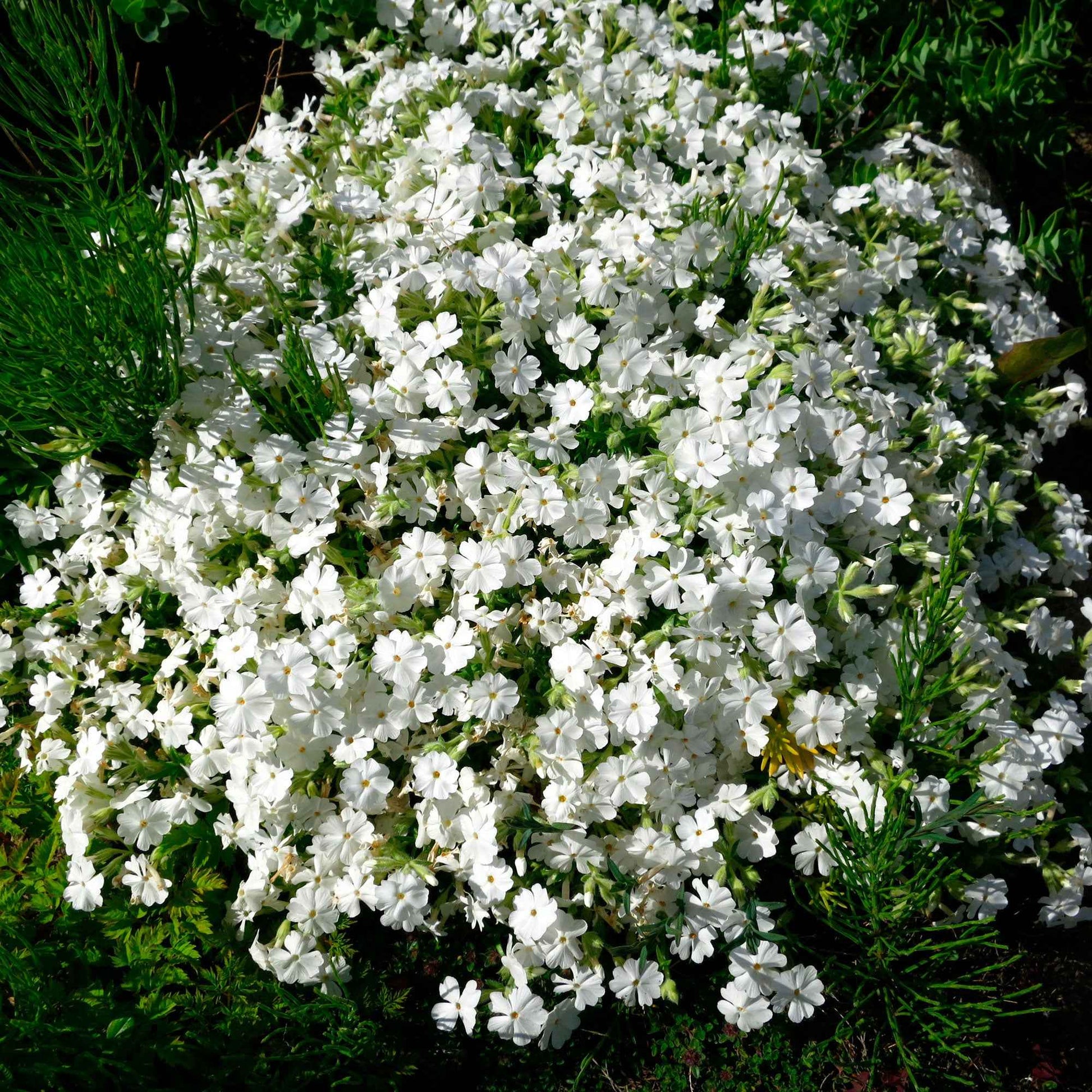 6x Couvre-sol - Phlox mousse subulata blanc - Couvre-sols