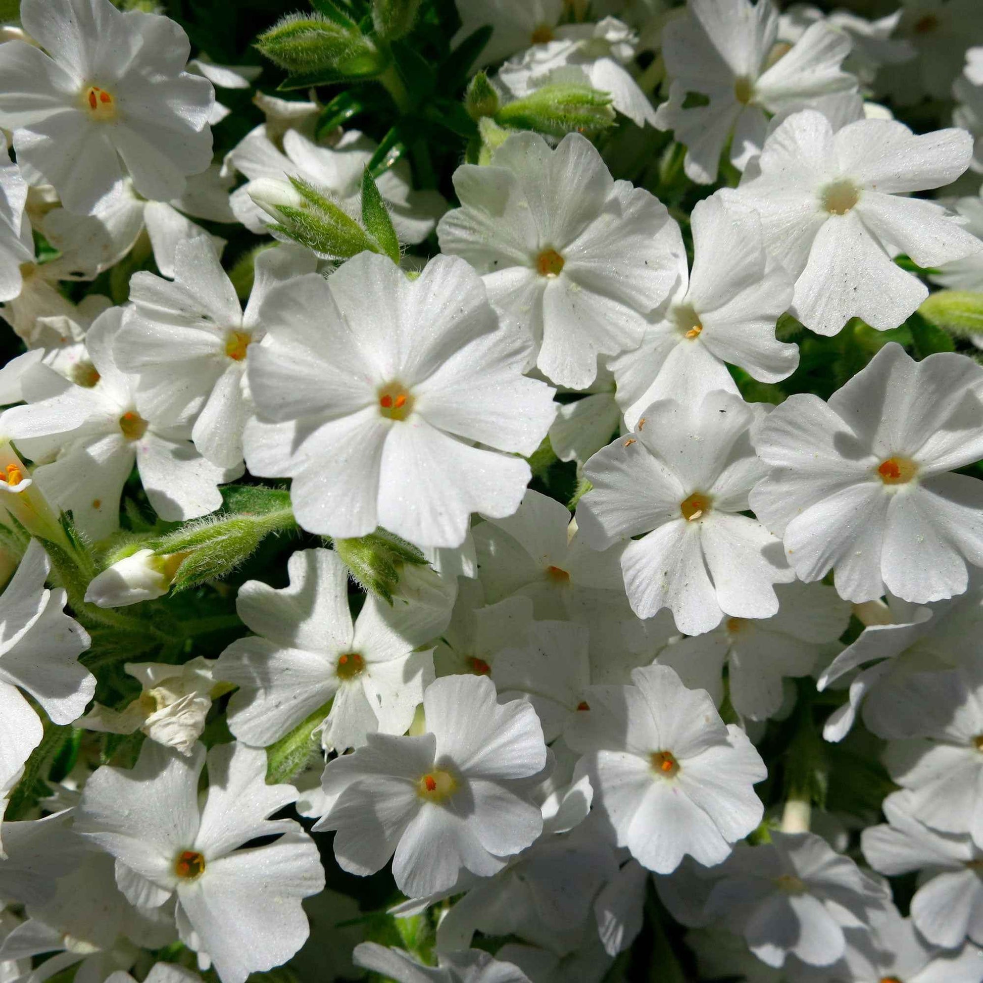 6x Couvre-sol - Phlox mousse subulata blanc - Caractéristiques des plantes