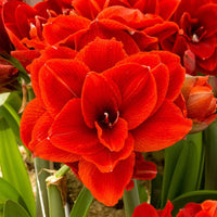 Amaryllis Hippeastrum 'Cherry Nymph' doubles fleurs rouge - Amaryllis - Hippeastrum