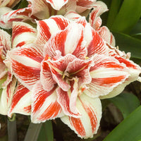 Amaryllis Hippeastrum 'Bright Nymph' doubles fleurs rouge-blanc - Bulbes de fleurs populaires
