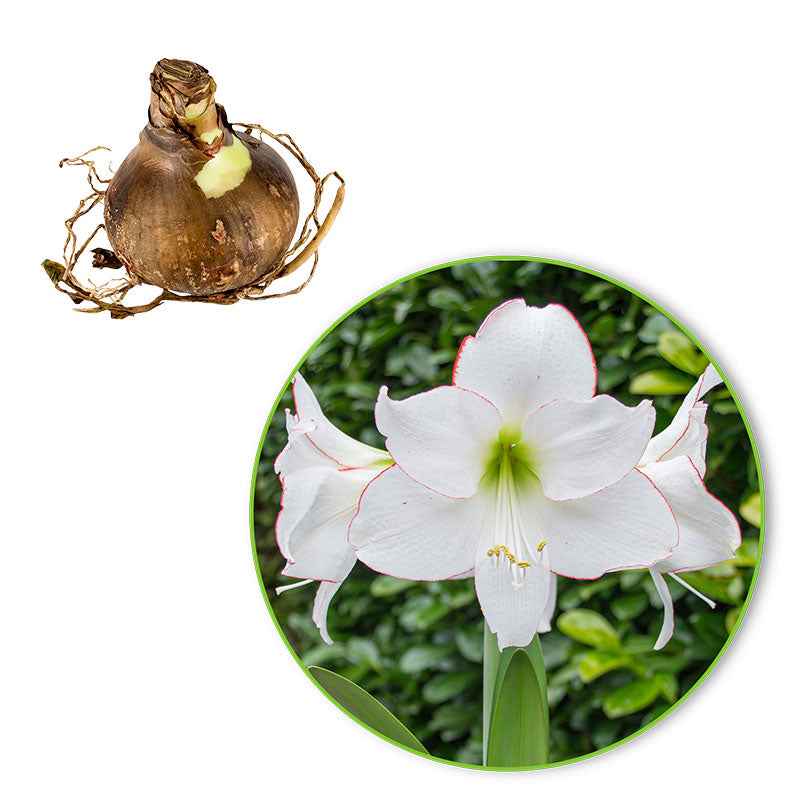 Amaryllis Picotee - 1x emballage (1 bulbes de fleurs) - Amaryllis - undefined