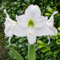 Amaryllis Hippeastrum 'Picotee' blanc - Bulbes de fleurs populaires
