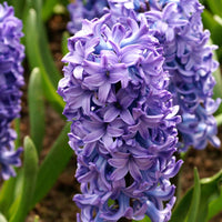 15 Jacinthe 'Delft Blue' Bleu - Bulbes de fleurs par catégorie