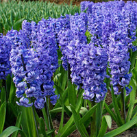 15 Jacinthe 'Delft Blue' Bleu - Bulbes de fleurs attirant les abeilles et les papillons
