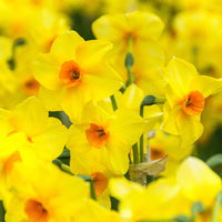 40x Narcisse Narcissus 'Martinette' petite fleur jaune - Bulbes de fleurs pour la terrasse et le balcon