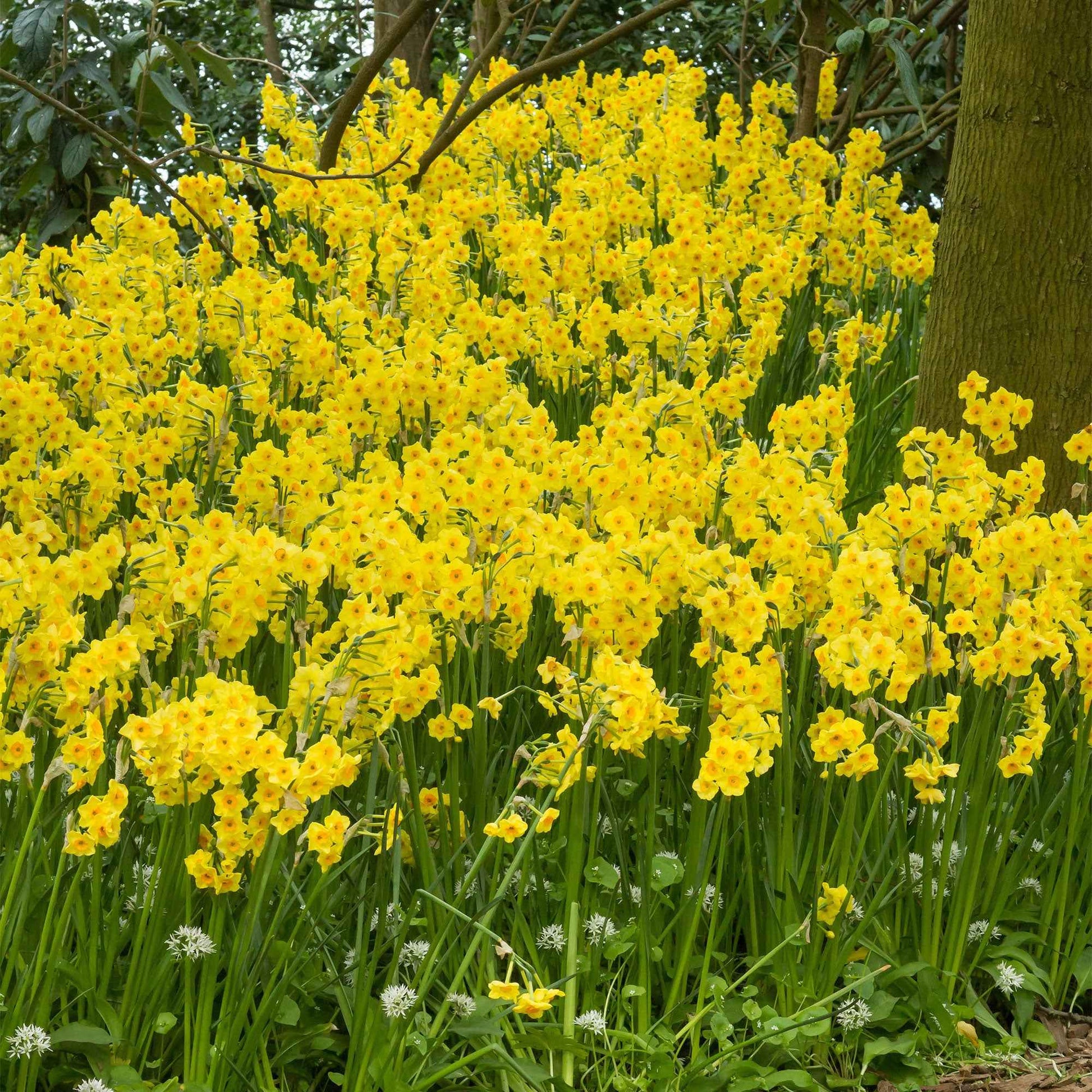 40x Narcisse Narcissus 'Martinette' petite fleur jaune - Bulbes de fleurs populaires