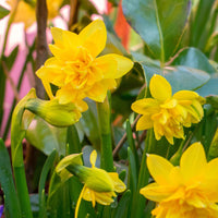 25x Narcisse Narcissus 'Tete Boucle' à fleurs doubles jaune - Bulbes de fleurs pluriannuelles
