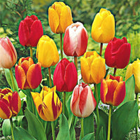 8x Tulipes et narcisses - Mélange 'Adagio' Biologique Mélange de couleurs - Bio - Bulbes de fleurs biologiques