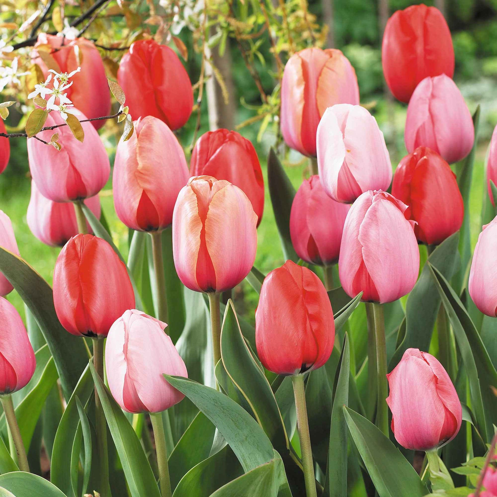 8x Tulipe Tulipa - Mélange 'Impression' - Bio - Bulbes de fleurs biologiques