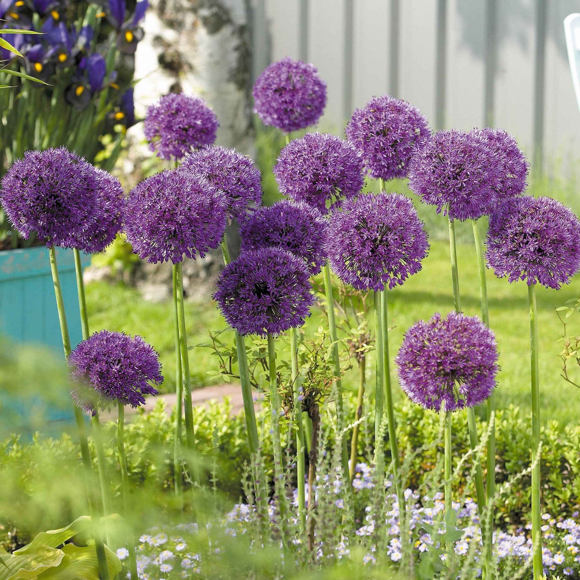6x Allium 'Purple Sensation' Violet - Bio - Ails d'ornement - Allium