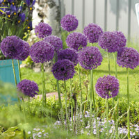 6x Allium 'Purple Sensation' Violet - Bio - Alliums