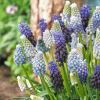 15x Muscaris - Mélange 'Blue And White'  - Bio - Bulbes de fleurs attirant les abeilles et les papillons