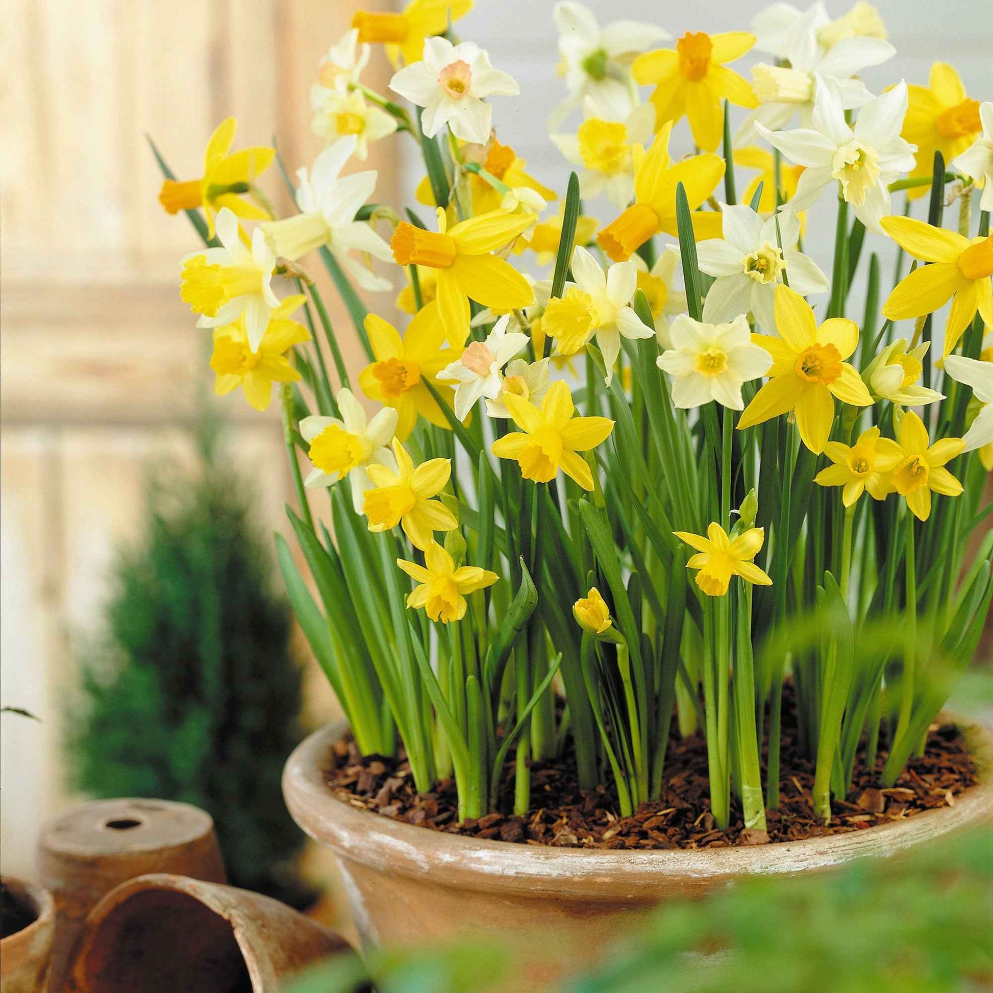 12x Narcisse Narcissus - Mélange 'Botanical'  - Bio - Bulbes de fleurs biologiques