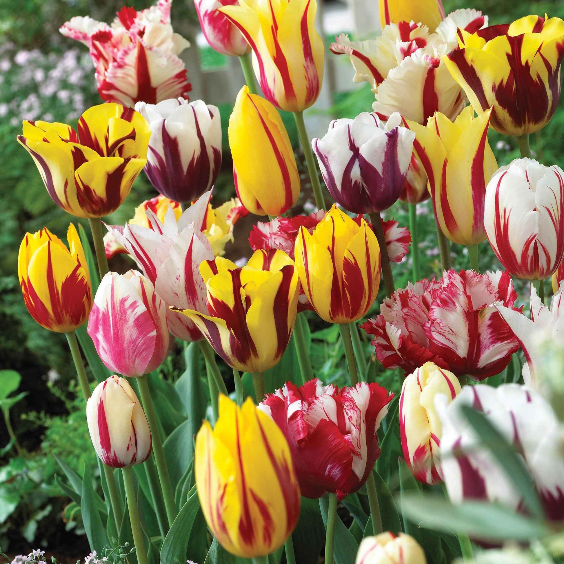 16x Tulipe Tulipa - Mélange 'Yellow Box' jaune - Bulbes de fleurs pour la terrasse et le balcon