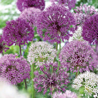 16x Ail d'ornement Allium 'The Purple Box' violet - Ails d'ornement - Allium
