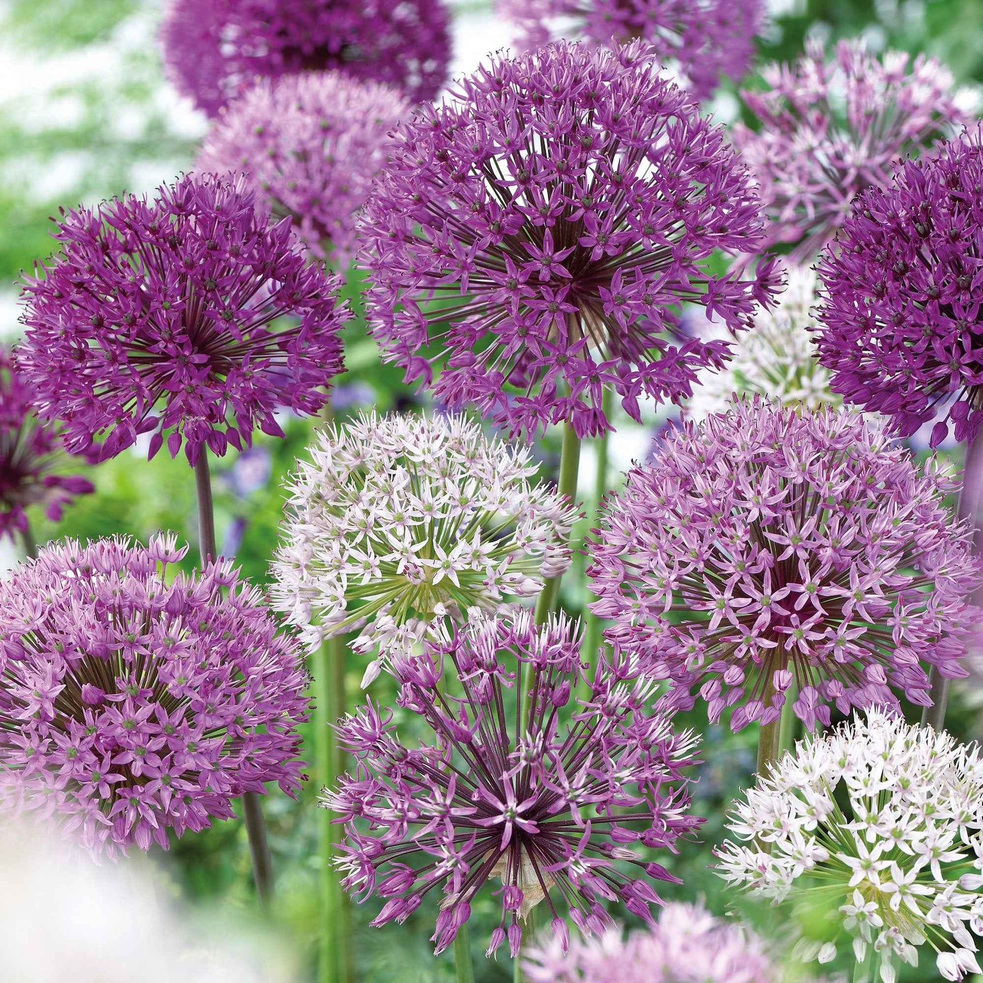16x Ail d'ornement Allium 'The Purple Box' violet - Alliums
