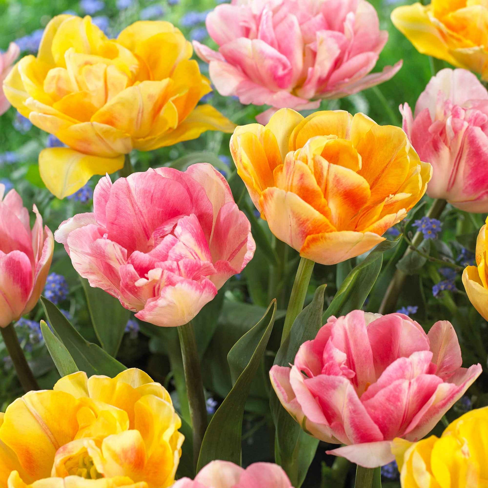 16x Tulipe Tulipa - Mélange 'Foxy Freedom' Rose-Jaune - Bulbes de fleurs pour la terrasse et le balcon