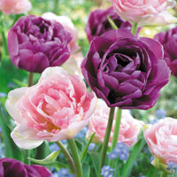 16x Tulipe Tulipa - Mélange 'Dancing Queen' Violet-Rose - Bulbes de fleurs pour la terrasse et le balcon