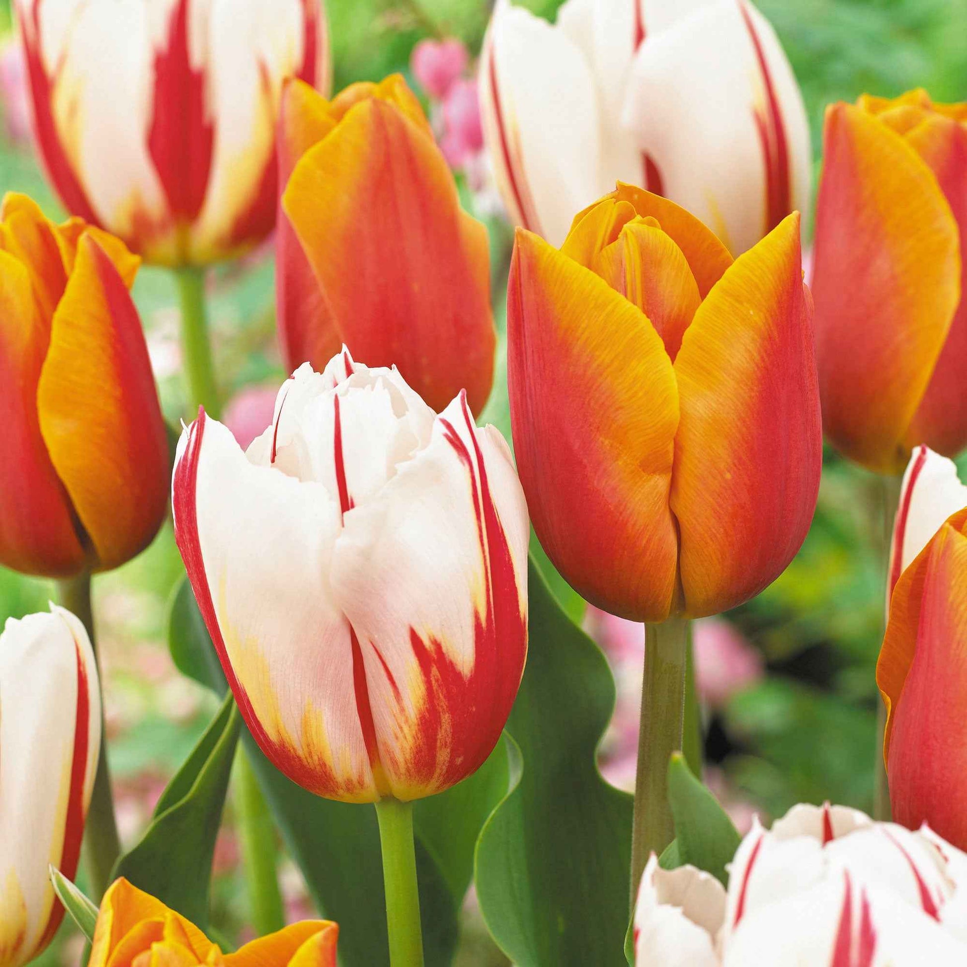16x Tulipe Tulipa - Mélange 'Sunset Sky' Orangé-Rouge-Blanc - Bulbes de fleurs pour la terrasse et le balcon