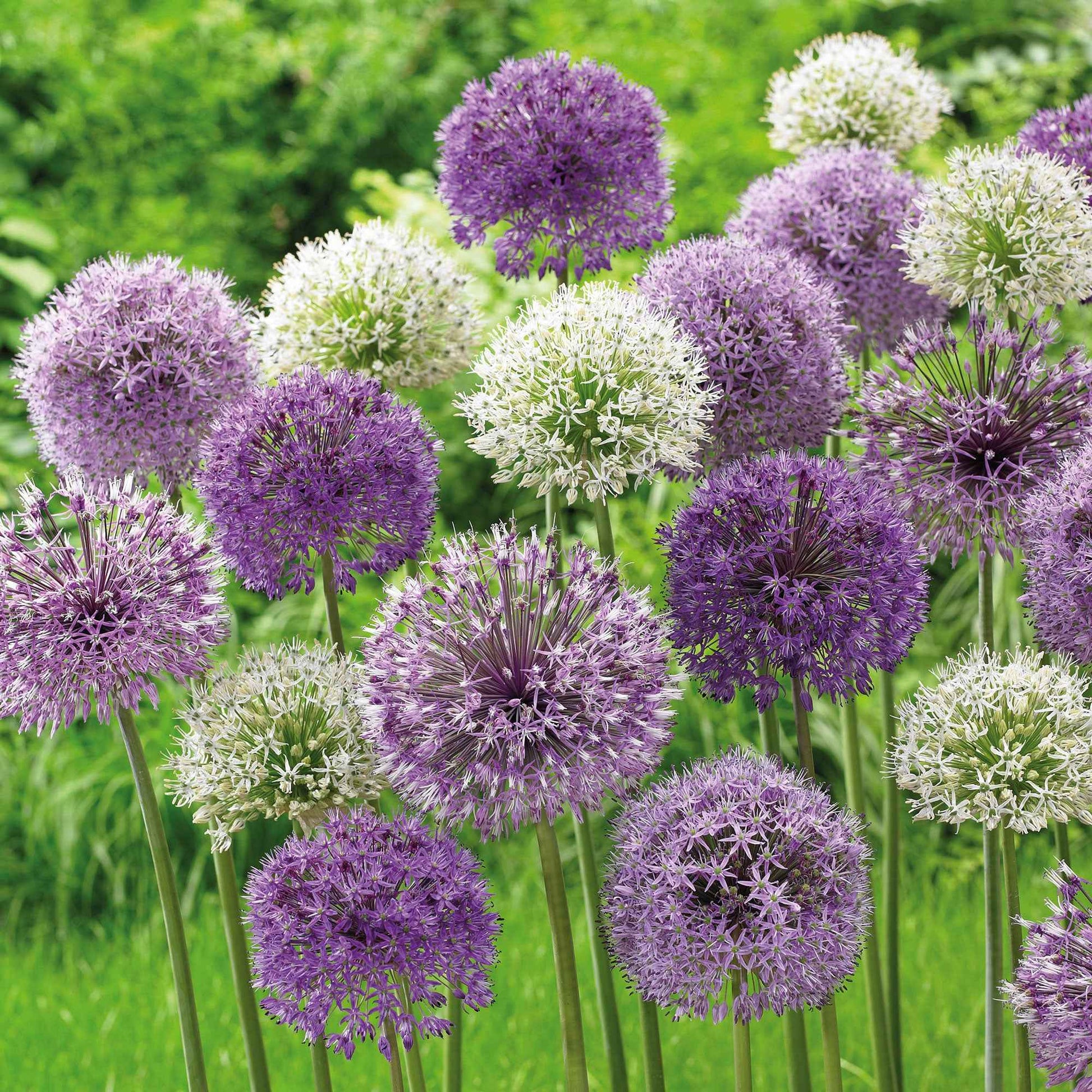 20x Ail d'ornement Allium - Mélange 'Hello Spring' violet - Alliums