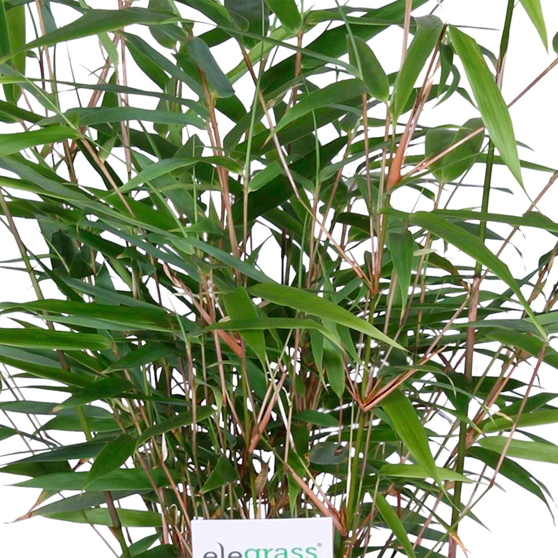 Bambou Fargesia rufa avec pot décoratif - Bambou