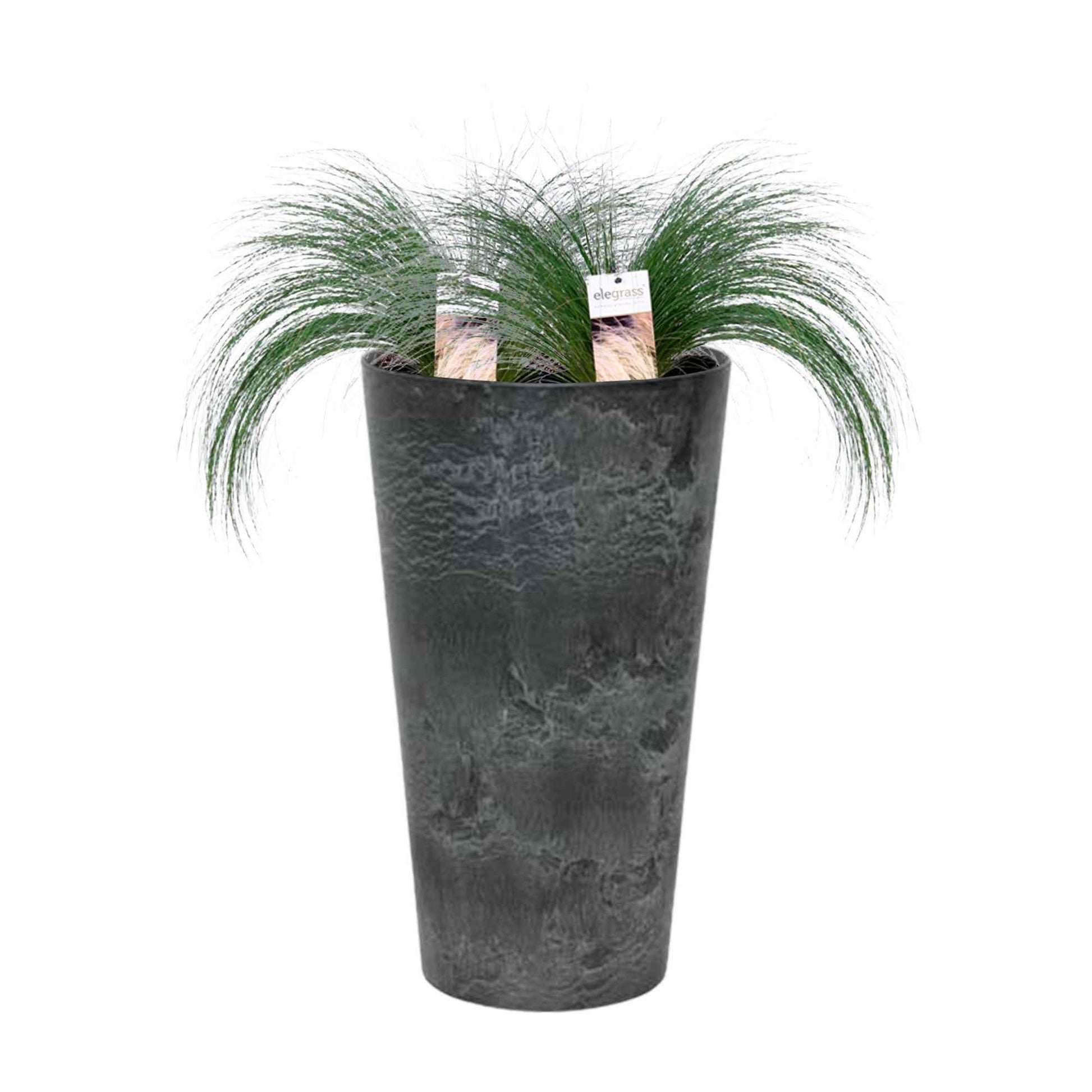 2x Stipa 'Ponytails' vert avec cache-pot - Caractéristiques des plantes
