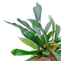 Kokodama Fougère Corne de Cerf Platycerium bifurcatum  - Plante suspendue - Petites plantes d'intérieur