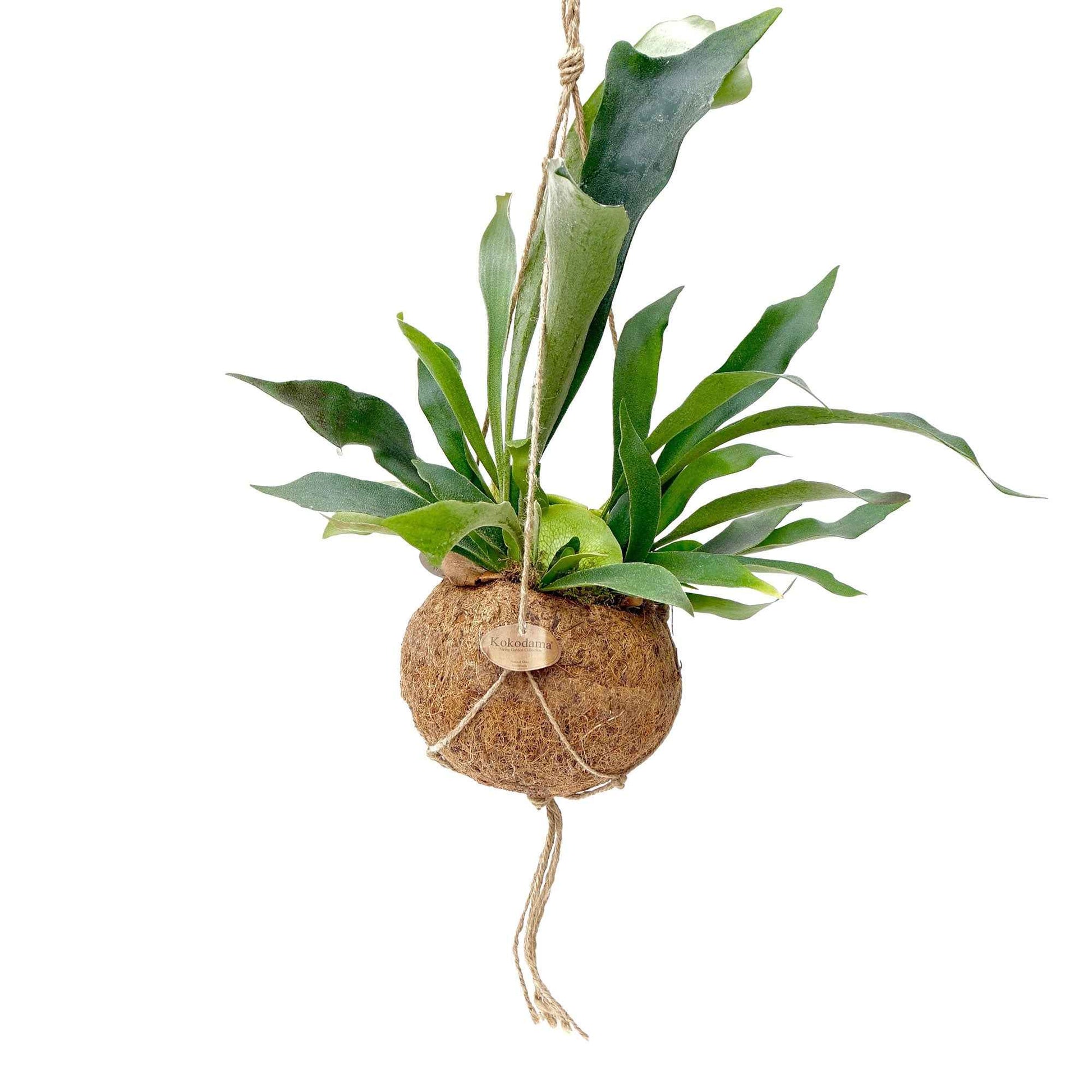 Kokodama Fougère Corne de Cerf Platycerium bifurcatum  - Plante suspendue - Plantes d'intérieur