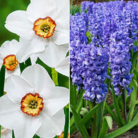 30x Pack de bulbes de fleurs 'Abeilles et papillons heureux' bleu-blanc - Bulbes de fleurs attirant les abeilles et les papillons