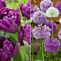 33x Pack de bulbes de fleurs '60 jours de floraison de mai à juillet' Violet - Arbustes à papillons et plantes mellifères