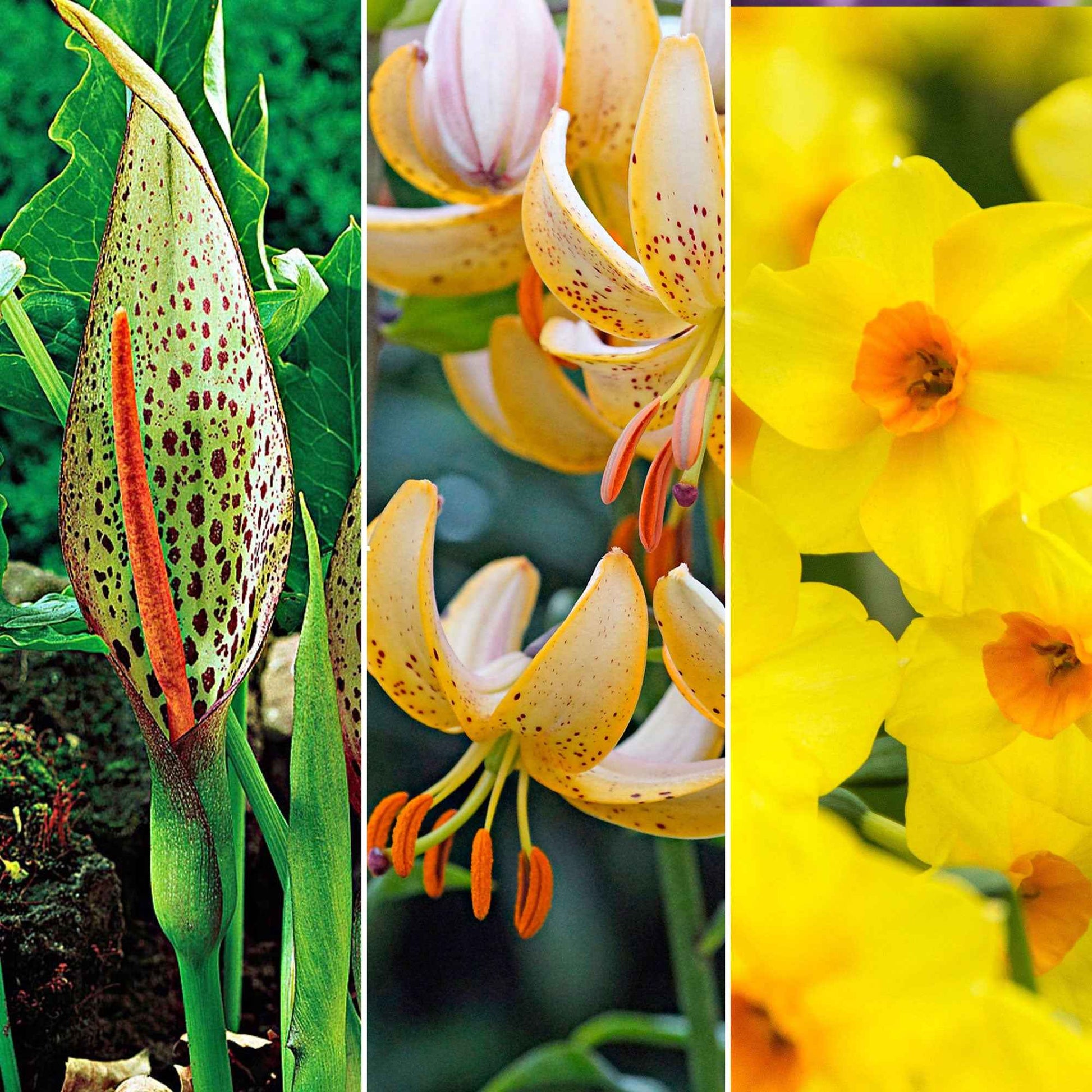 Pack de bulbes à dissémination 'Fleurs de Jardin de Retour' violet-orangé - Arbustes à papillons et plantes mellifères