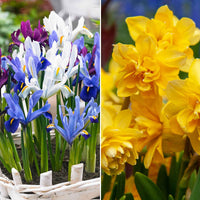 50x Pack de bulbes de fleurs 'Jardin plein de narcisses et d'iris' jaune-violet - Bulbes de fleurs attirant les abeilles et les papillons