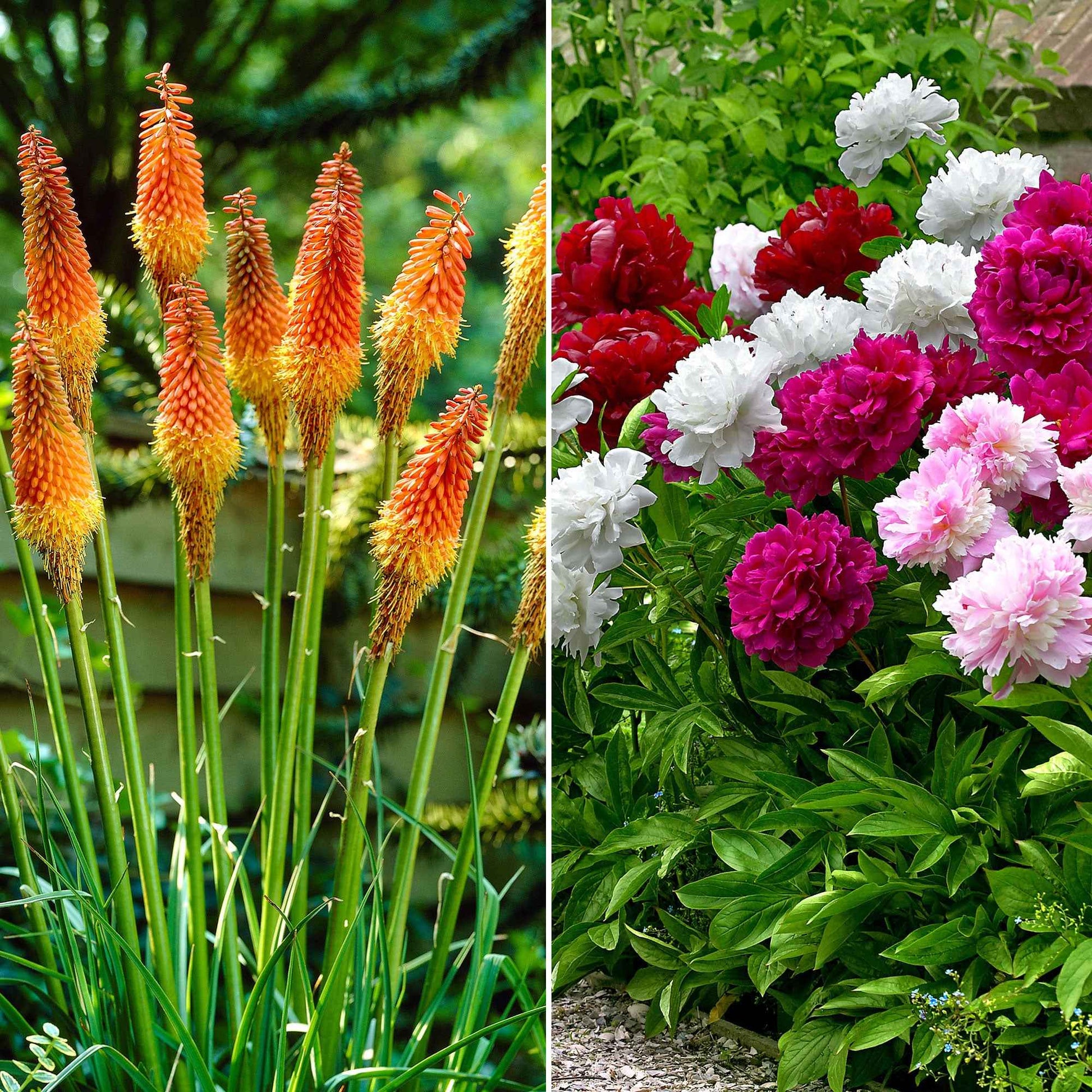 14x Pack de plantes vivaces 'Fleurs offrant 90 jours de floraison' - Résistant au froid - Arbustes à papillons et plantes mellifères